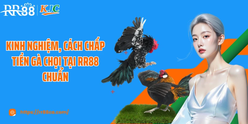Kinh nghiệm, cách chấp tiền gà chọi tại RR88 chuẩn