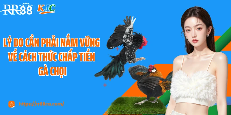 Lý do cần phải nắm vững về cách thức chấp tiền gà chọi