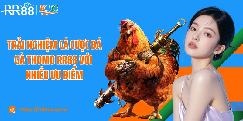 Trải nghiệm cá cược đá gà Thomo RR88 với nhiều ưu điểm